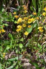 Inula linariifolia