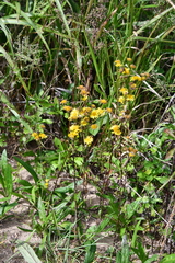 Inula linariifolia