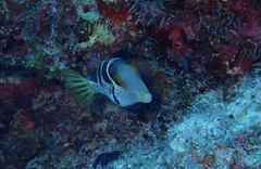 Canthigaster valentini