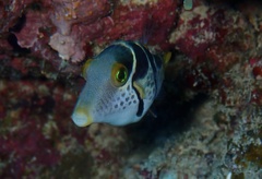 Canthigaster valentini