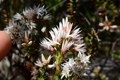 Sprengelia propinqua