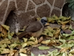 Pterorhinus perspicillatus