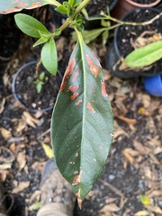 Rhodomyrtus psidioides