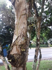 Praecoxanthus aphyllus