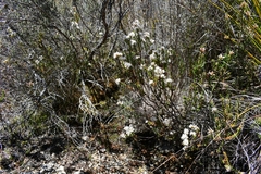 Sprengelia propinqua