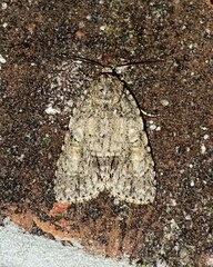 Acronicta immodica