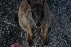 Petrogale mareeba