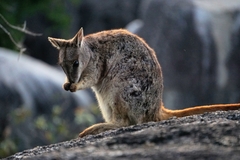 Petrogale mareeba
