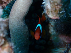 Amphiprion melanopus