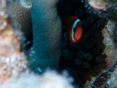 Amphiprion melanopus
