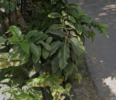 Ficus hispida