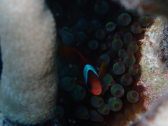 Amphiprion melanopus