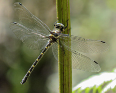 Eusynthemis guttata