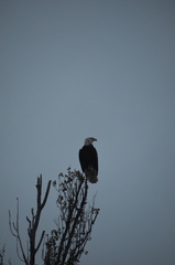 Haliaeetus leucocephalus washingtoniensis