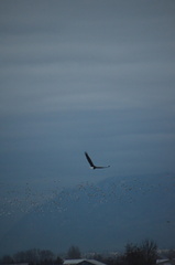 Haliaeetus leucocephalus washingtoniensis