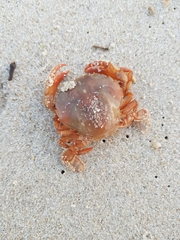 Polybius henslowii