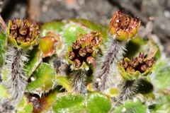 Actinotus bellidioides