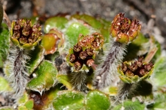 Actinotus bellidioides