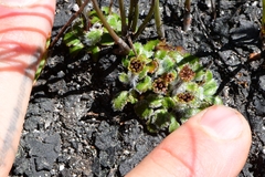 Actinotus bellidioides