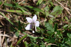 Geranium dahuricum