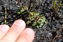 Actinotus bellidioides