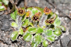 Actinotus bellidioides