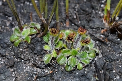 Actinotus bellidioides