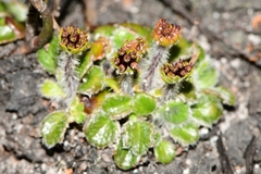 Actinotus bellidioides