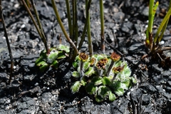 Actinotus bellidioides