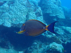 Acanthurus dussumieri