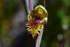 Calochilus herbaceus