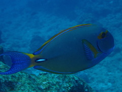 Acanthurus dussumieri
