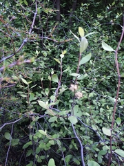Olearia fragrantissima