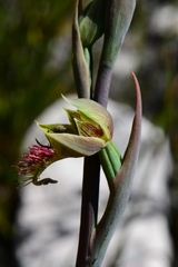 Calochilus herbaceus