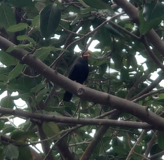 Gracula religiosa