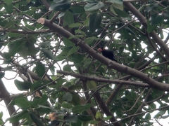 Gracula religiosa