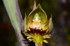 Calochilus herbaceus