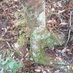 Bulbophyllum pygmaeum