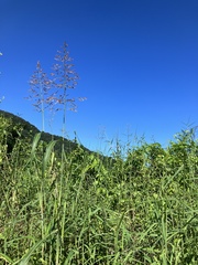 Sorghum