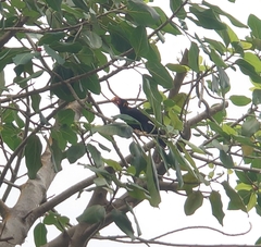 Gracula religiosa