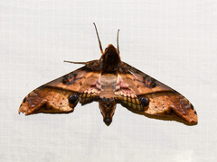 Amplypterus panopus