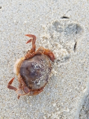 Polybius henslowii