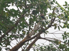 Gracula religiosa