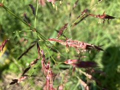 Sorghum