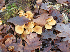 Hypholoma capnoides