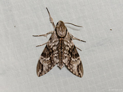 Psilogramma discistriga