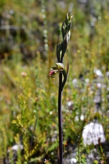 Calochilus herbaceus