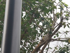 Gracula religiosa