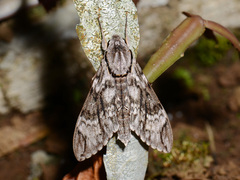 Psilogramma discistriga