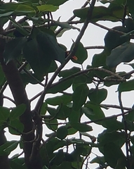 Gracula religiosa